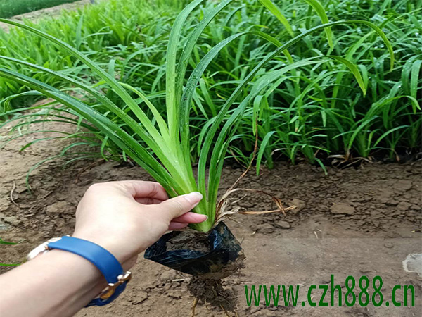 大花萱草的種植方法介紹 大花萱草要適當澆水
