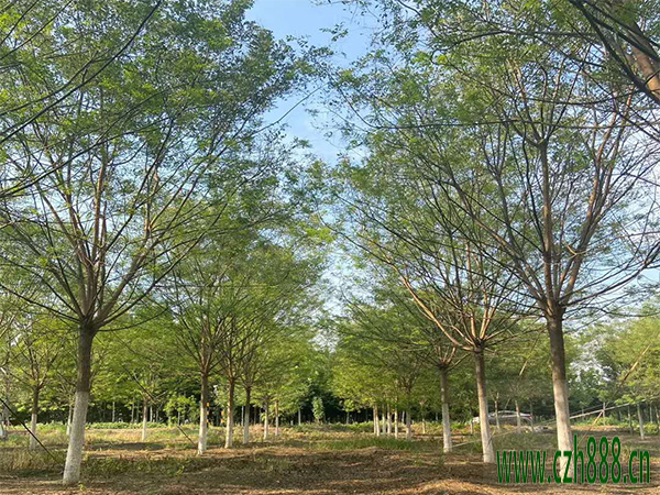 國槐中槐蚜的防治方法 國槐病蟲害防治