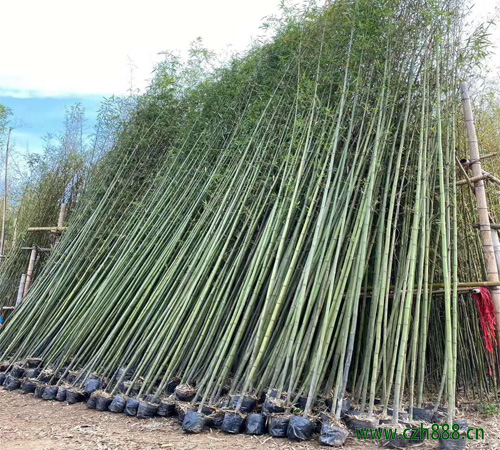 剛竹竹竿銹病的防治方法 剛竹的病蟲害防治