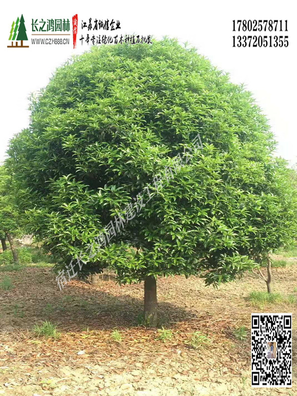 桂花樹常見病蟲害有哪些？ 桂花樹病蟲害防治方法