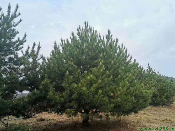 油松針枯病的防治方法 油松生病蟲害防治