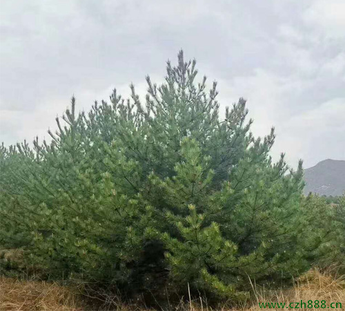 油松針枯病的防治方法 油松生病蟲害防治
