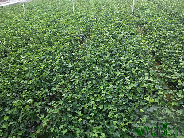 常青藤使用什么肥料比較好？