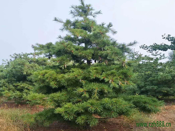 華山松的常見病蟲害防治 華山松病蟲害防治辦法