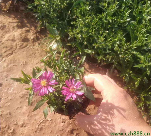 荷蘭菊的修剪原則 荷蘭菊的修剪方法
