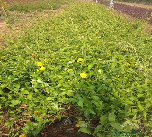 棣棠培育的關鍵要點 棣棠常見病蟲害防治