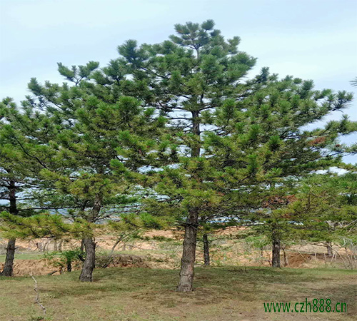 黑松的養(yǎng)護(hù)要點(diǎn)和修剪技巧 黑松的養(yǎng)護(hù)要點(diǎn)