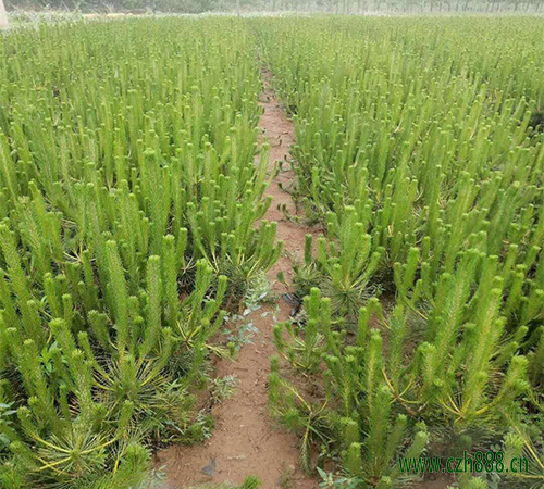 黑松的養(yǎng)護(hù)要點(diǎn)和修剪技巧 黑松的養(yǎng)護(hù)要點(diǎn)