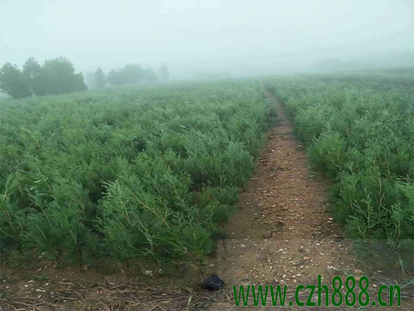 側(cè)柏樹(shù)銹病的防治方法 側(cè)柏的病害監(jiān)測(cè)
