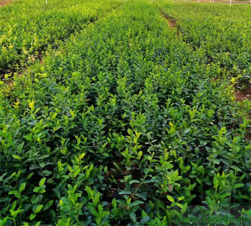 扶芳藤的常見(jiàn)病蟲(chóng)害有哪些？ 扶芳藤的病蟲(chóng)害防治方法